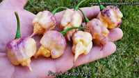 Peach Reaper DS - Pepper Seeds - White Hot Peppers